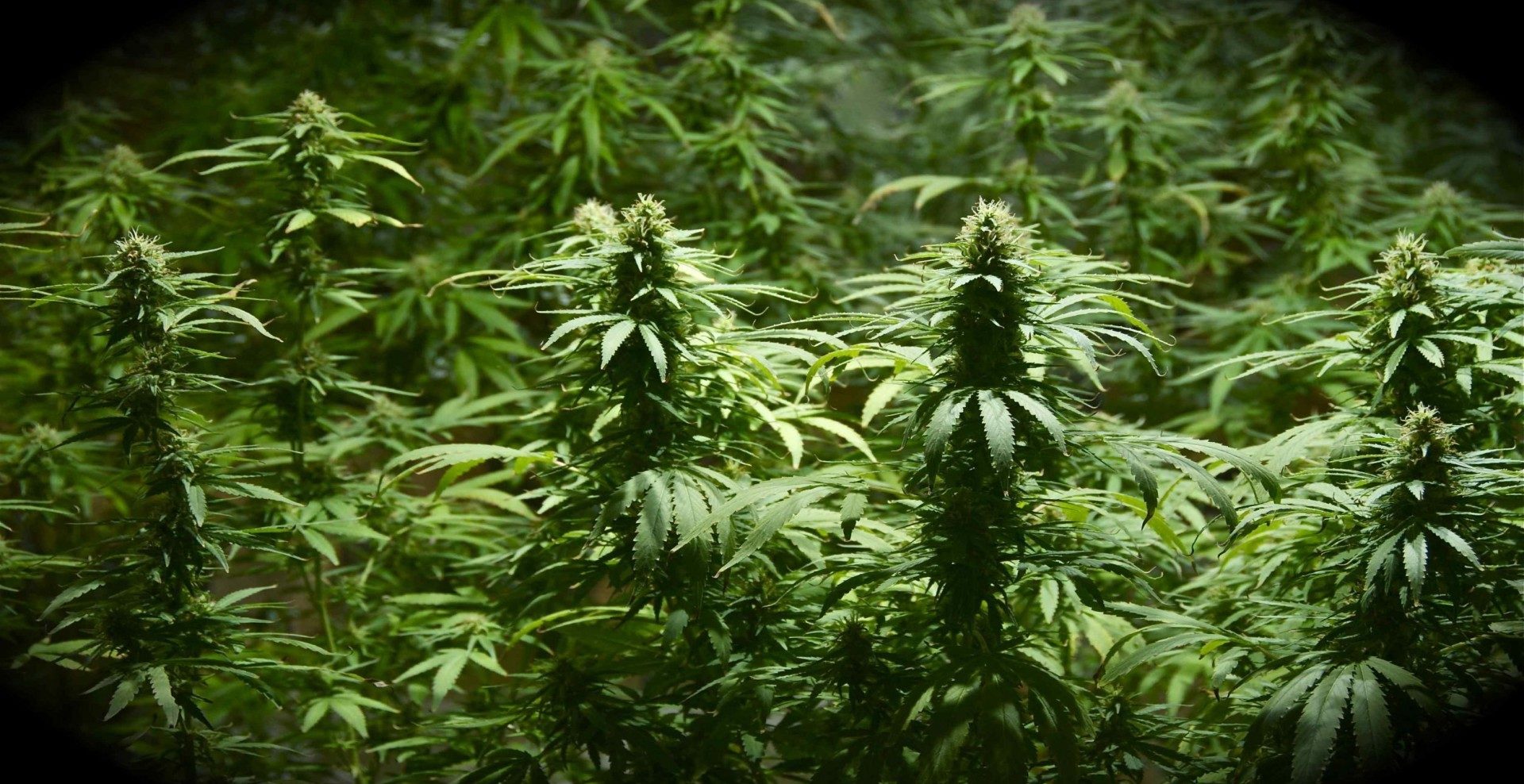 Good to Grow Cannabis